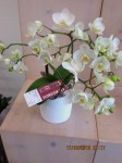 Phalenopsis klein mit 3 Rispen